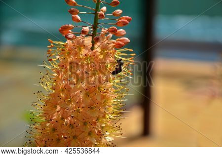 Flowerbed With Tall Perennial Plant Of White Flowers And Undergrowth Of Yellow Perennials And Sage I