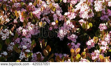 Indian Hawthorn Pink Flower, California Usa. Rhaphiolepis Springtime Fresh Bloom, Romantic Botanical