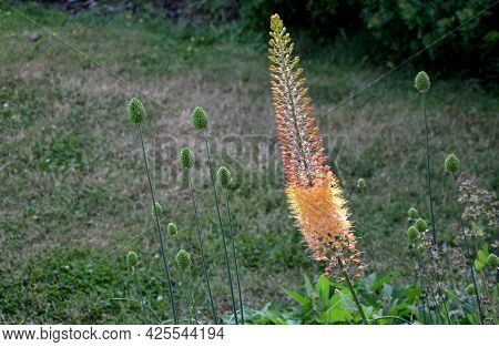 Flowerbed With Tall Perennial Plant Of White Flowers And Undergrowth Of Yellow Perennials And Sage I