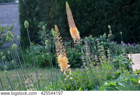 Flowerbed With Tall Perennial Plant Of White Flowers And Undergrowth Of Yellow Perennials And Sage I