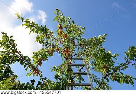 On An Aluminum Ladder In The Crown Of Cherries Reaps Red Fruits A Young Girl In Shorts From Jeans. S