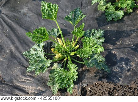 A Lot Of Pumpkin And Watermelon Plants Grow In The Vegetable Garden, Which Have A Black Foil Between