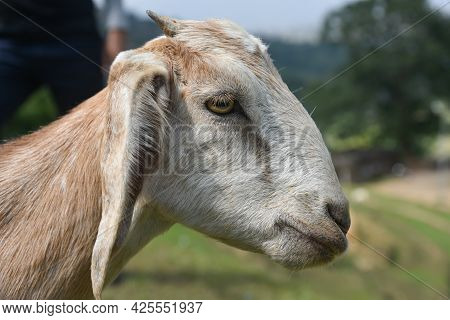 Brown Goat Head Shot, Brwon Goat Potrait