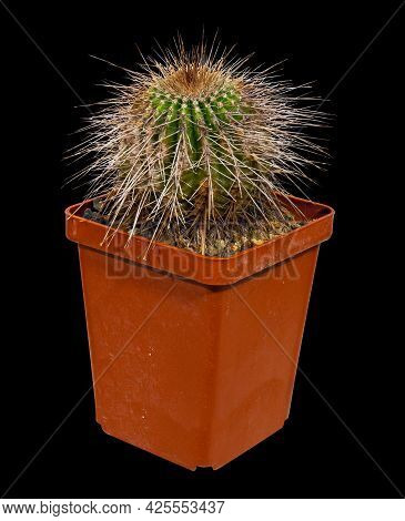 Cactus Eriocactus Sp. Hu500 (latin Name), The Birthplace Of Brazil, Age Thirteen Years Old. Can Serv