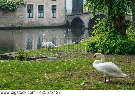 White swans on a canal bank near Begijnhof Beguinage in Bruges town. Brugge, Belgium