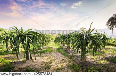 Dragon Fruit On Plant, Raw Pitaya Fruit On Tree, A Pitaya Or Pitahaya Is The Fruit Of Several Cactus