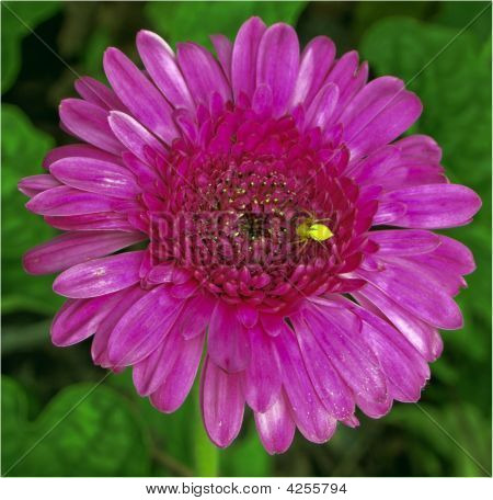 Gerbera üzerinde sarı örümcek
