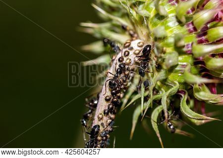 Macro Of A Biological Fight Between Ants And Pests