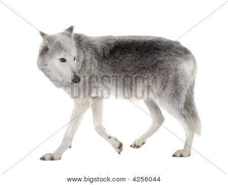 Mackenzie Valley Wolf (8 år) - Canis Lupus Occidentalis