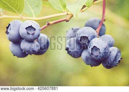 Closeup Of Ripe Blueberry Fruit On A Branch
