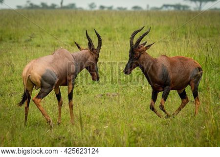 Two Male Topi Fight In Long Grass