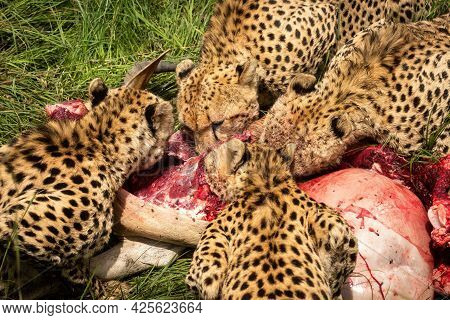 Slow Pan Of Four Cheetahs Chewing Carcase