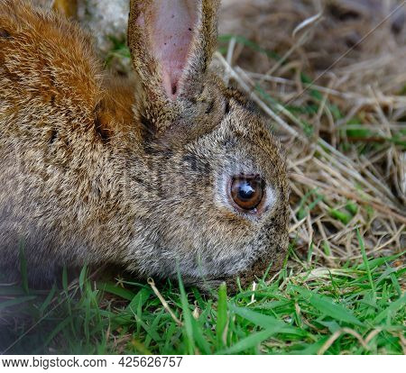 Rabbits Are Small Mammals In The Family Leporidae Of The Order Lagomorpha. Oryctolagus Cuniculus Inc