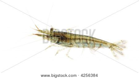 Cherry garnéla - Neocaridina Heteropoda