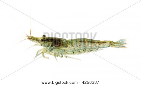 Cherry garnéla - Neocaridina Heteropoda