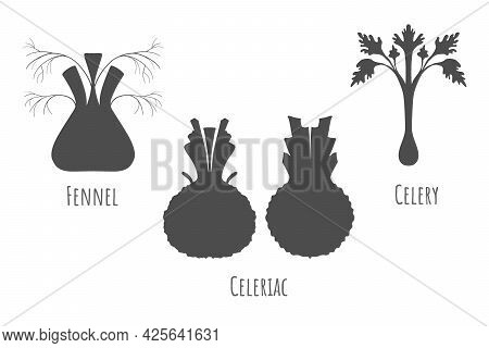 Icons Of The Celeriac, Fennel And Celery