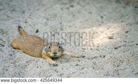 Black-tailed Prairie Dog (cynomys Ludovicianus) Lying In The Sand And Resting On A Hot Summer Day