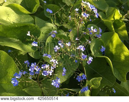 Flowers And Botanical Details At Feldli Cemetery In Saint Gallen (blumen Und Botanische Details Auf 