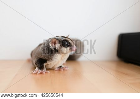 Cute Little Sugar Glider On Wooden Table And White Wall Background.
