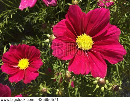 Flowers And Botanical Details At Feldli Cemetery In Saint Gallen (blumen Und Botanische Details Auf 