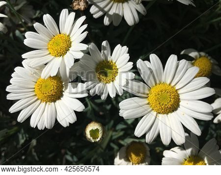 Flowers And Botanical Details At Feldli Cemetery In Saint Gallen (blumen Und Botanische Details Auf 