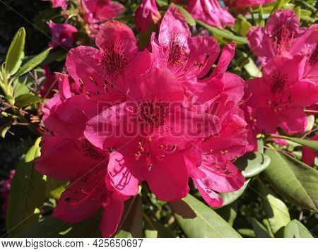 Flowers And Botanical Details At Feldli Cemetery In Saint Gallen (blumen Und Botanische Details Auf 