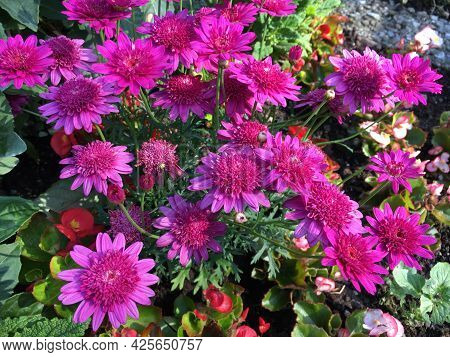 Flowers And Botanical Details At Feldli Cemetery In Saint Gallen (blumen Und Botanische Details Auf 