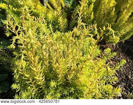 Flowers And Botanical Details At Feldli Cemetery In Saint Gallen (blumen Und Botanische Details Auf 