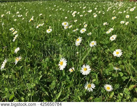 Flowers And Botanical Details At Feldli Cemetery In Saint Gallen (blumen Und Botanische Details Auf 
