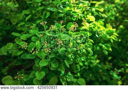 Spiraea Hedge With Closed Buds With Plety Of Green Leaves In Sunlight