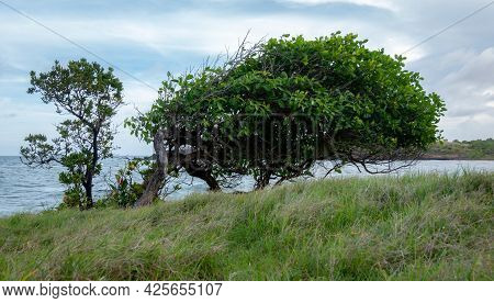 A Tree With All The Branches On One Side By The Sea Shore.