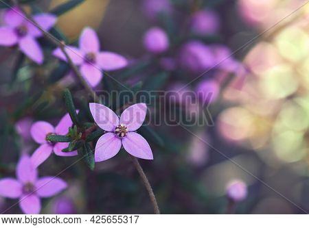 Pink Flowers Of Australian Native Boronia Ledifolia, Family Rutaceae. Growing In Sydney Woodland, Ns
