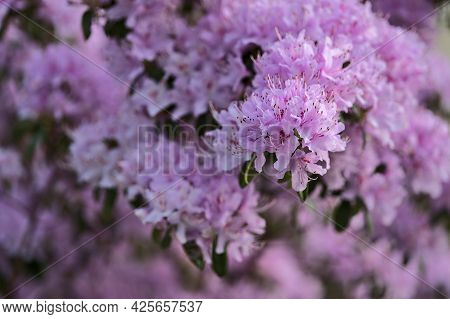 Beautiful Closeup View Of Spring Purple Wild Rhododendron Blooming Flowers, Ballinteer, Dublin, Irel