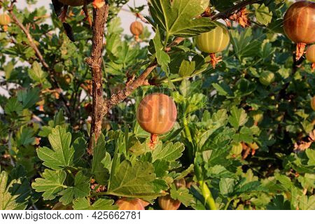 Gooseberry Berries Hang On A Green Bush