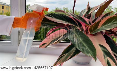 Female Hand Sprays Stromanthe Plant In Flower Pot. Spraying Potted Flowers On Windowsill. Houseplant
