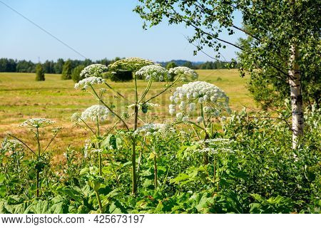 Blooming Of Sosnovsky Hogweed In A Field Near A Birch. Poisonous Dangerous Plant With The Risk Of Sk