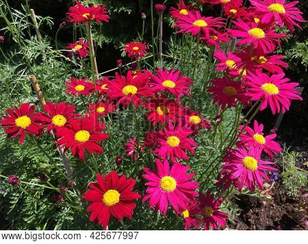 Picturesque Flowers And Exotic Plants In Botanical Garden Saint Gall (malerische Blumen Und Exotisch