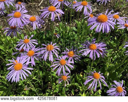 Picturesque Flowers And Exotic Plants In Botanical Garden Saint Gall (malerische Blumen Und Exotisch