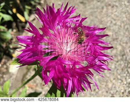 Picturesque Flowers And Exotic Plants In Botanical Garden Saint Gall (malerische Blumen Und Exotisch