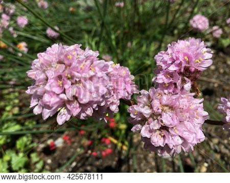 Picturesque Flowers And Exotic Plants In Botanical Garden Saint Gall (malerische Blumen Und Exotisch