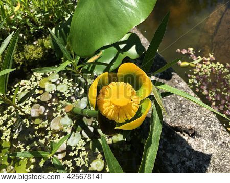 Picturesque Flowers And Exotic Plants In Botanical Garden Saint Gall (malerische Blumen Und Exotisch