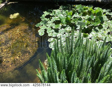 Picturesque Flowers And Exotic Plants In Botanical Garden Saint Gall (malerische Blumen Und Exotisch