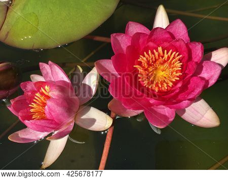Picturesque Flowers And Exotic Plants In Botanical Garden Saint Gall (malerische Blumen Und Exotisch