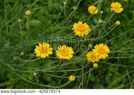 Yellow Flowers Of Cota Tinctoria Plants.golden Marguerite (anthemis Tinctoria) In Meadow