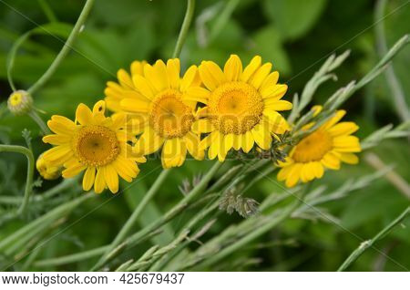 Yellow Flowers Of Cota Tinctoria Plants.golden Marguerite (anthemis Tinctoria) In Meadow