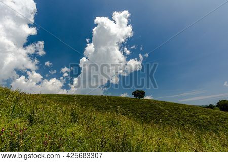 2021 06 13 Lessini Flowering Spring 3