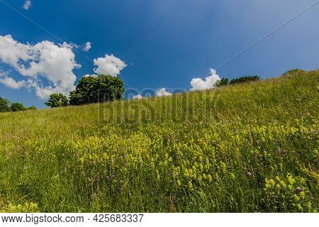 2021 06 13 Lessini Flowering Spring 4
