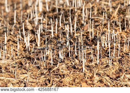 Cluster Of Harefoot Mushroom Coprinopsis Lagopus Bloom After A Heavy Rain In Naples, Florida