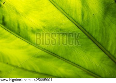 green alocasia odora leaf in the outdoor of city