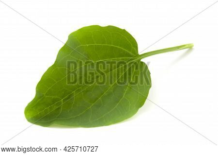 Plantain Leaf, Medicinal Plant Isolated On White Background
